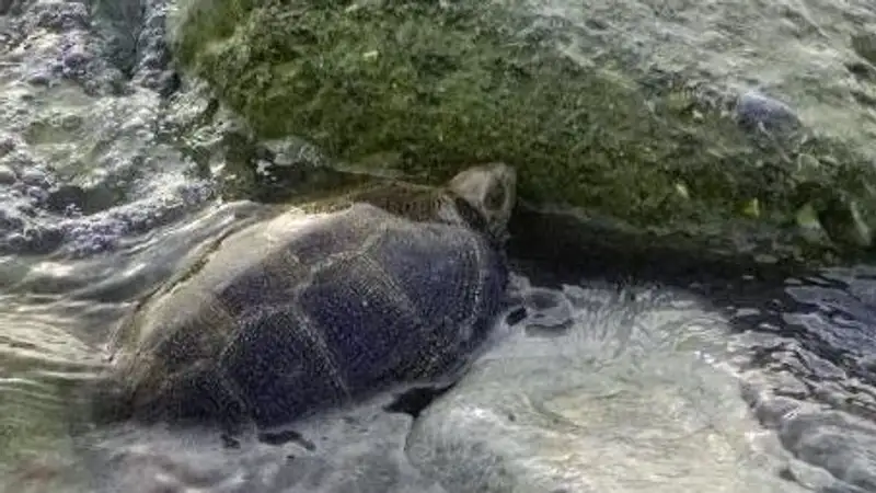 Необычную морскую черепаху обнаружили на берегу Каспия, фото - Новости Zakon.kz от 05.12.2023 18:51