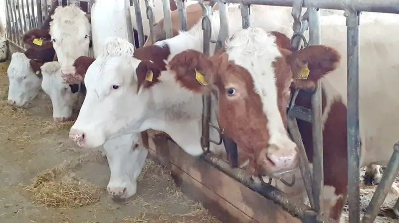 В Казахстане продлят запрет на вывоз маточного поголовья крупного и мелкого рогатого скота