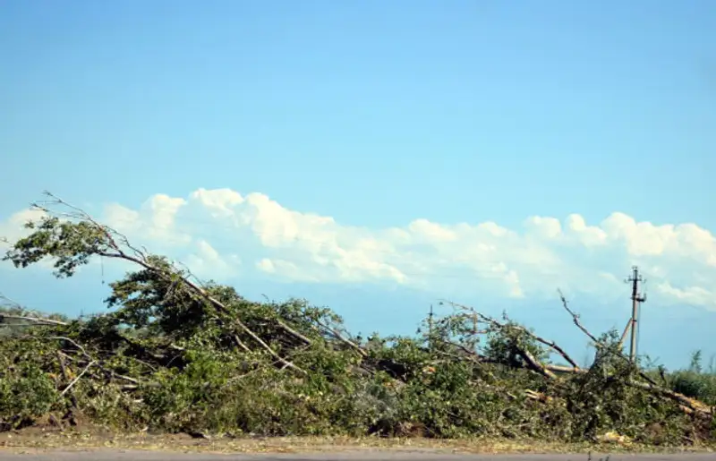 Активисты призвали общественность остановить вырубку деревьев на трассе Алматы-Капшагай, фото - Новости Zakon.kz от 30.07.2013 20:14