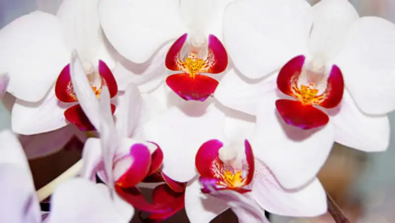 архив - Правильный уход за орхидеями.