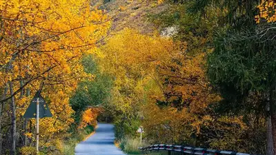 Осень в Тургеньском ущелье вдохновила известного фотографа, фото - Новости Zakon.kz от 20.10.2023 14:28