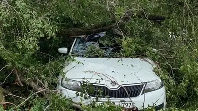 дерево упало на автомобиль, фото - Новости Zakon.kz от 30.07.2023 00:41