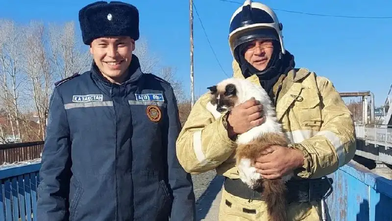 В Шемонаихе спасатели помогли кошке, застрявшей под опорами моста