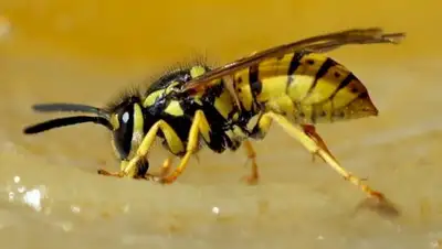 Что будет, если пчела ужалит вас в лицо: 13 фото, от которых смешно и грустно одновременно