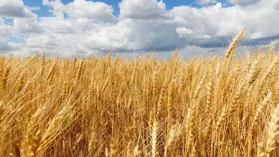 пшеница, фото - Новости Zakon.kz от 05.08.2023 17:04