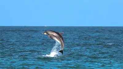 дельфин, фото - Новости Zakon.kz от 01.10.2023 17:14