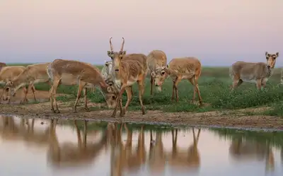 Видео с тушами убитых сайгаков распространяют в Казнете , фото - Новости Zakon.kz от 27.10.2023 10:18