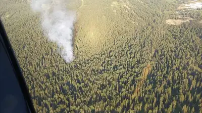 В Восточно-Казахстанской области запретили рубить пихтовые насаждения