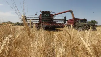 квоты на вывоз пшеницы и муки из Казахстана, фото - Новости Zakon.kz от 07.07.2022 18:37