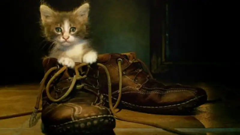 Чем вывести запах кошачьей мочи из обуви