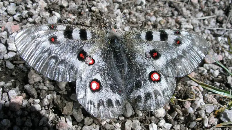 Самка аполлона arnassius apollo, снято в Заилийском Алатау, пик Кумбель, фото - Новости Zakon.kz от 26.04.2023 13:20