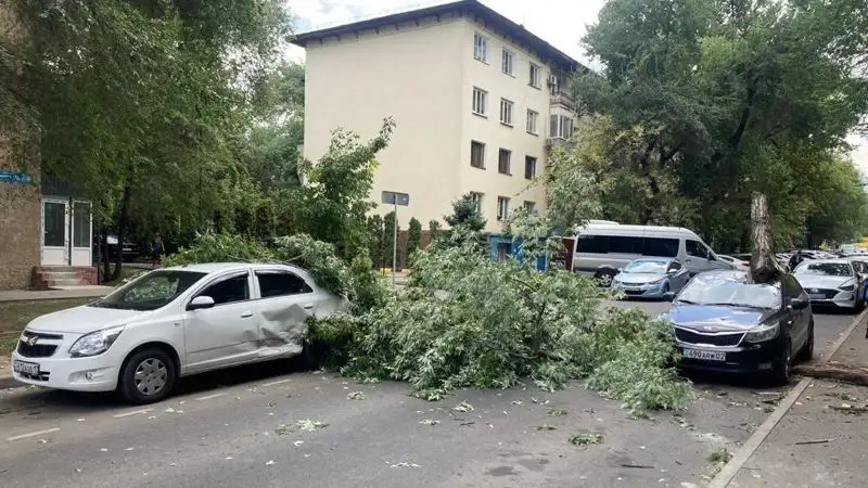 В Алматы рухнувшее дерево пробило автомобиль, фото - Новости Zakon.kz от 24.08.2023 18:45