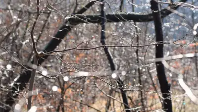 Покрытые льдом деревья сняли на видео в парке Алматы, фото - Новости Zakon.kz от 13.10.2022 17:38