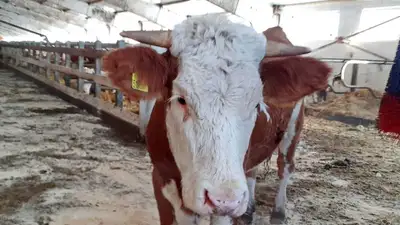 В ЗКО начали обработку коров от опасного заболевания, фото - Новости Zakon.kz от 16.04.2023 03:12