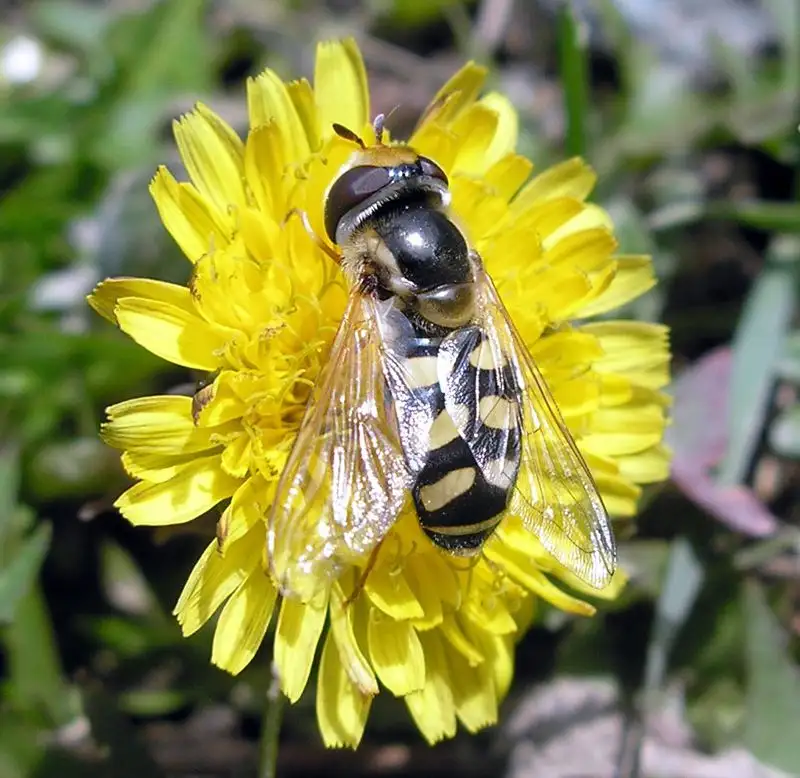 Муха-журчалка Eupeodes sp, Заилийский Алатау, снята Сергеем Коловым, фото - Новости Zakon.kz от 26.04.2023 13:20