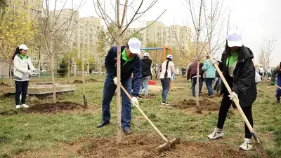 Посадка деревьев в Алматы, фото - Новости Zakon.kz от 20.10.2022 17:41