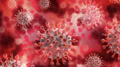 Ученые обеспокоены: новый штамм коронавируса "Пирола" появился уже в десяти странах