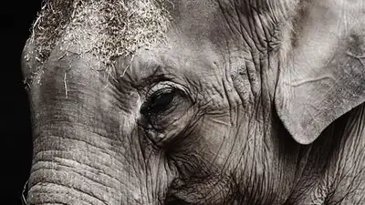 Знакомство с обитателями: в зоопарке Алматы рассказали о жизни слона Лао , фото - Новости Zakon.kz от 08.09.2023 05:00