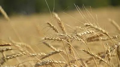 Министр сельского хозяйства раскрыл причину низкого урожая в Казахстане, фото - Новости Zakon.kz от 19.09.2023 10:29