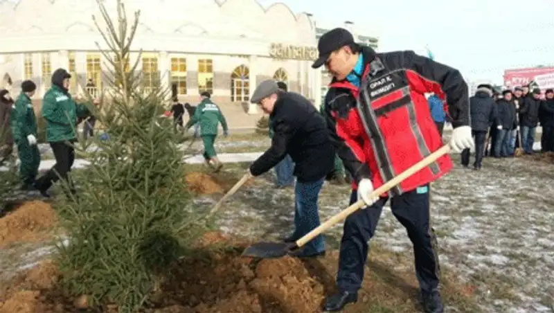 В Уральске посадили 200 сосен и елей в честь Дня Первого Президента, фото - Новости Zakon.kz от 02.12.2013 17:29