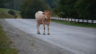 видео с Казнета