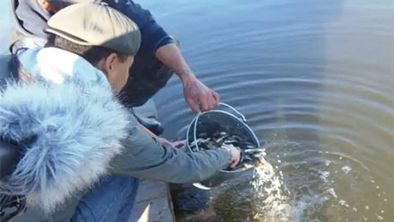 В водохранилища близ столицы запустили мальков карпа и белого амура, фото - Новости Zakon.kz от 18.10.2013 23:42