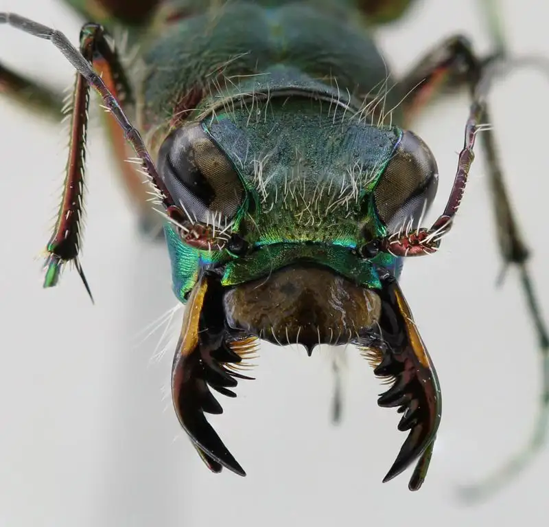 Жук-скакун Cicindela clypeata, запечатленный в юго-восточном Казахстане, в горах Коныртау, фото - Новости Zakon.kz от 26.04.2023 13:20