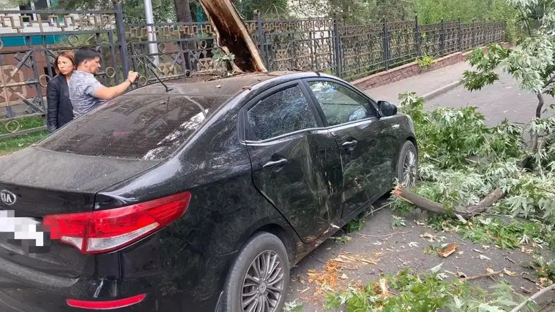 В Алматы рухнувшее дерево пробило автомобиль, фото - Новости Zakon.kz от 24.08.2023 18:45