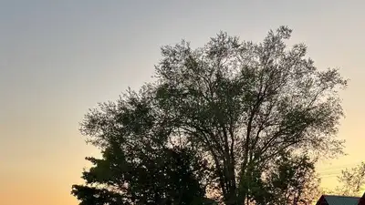 дерево, небо, закат, фото - Новости Zakon.kz от 20.08.2023 10:46