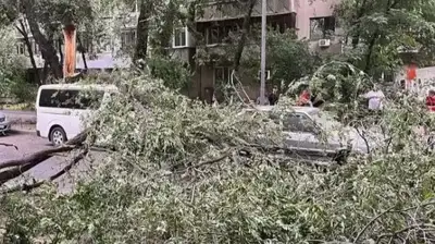 В Алматы упавшие из-за ветра деревья повредили несколько автомобилей, фото - Новости Zakon.kz от 22.06.2023 06:59