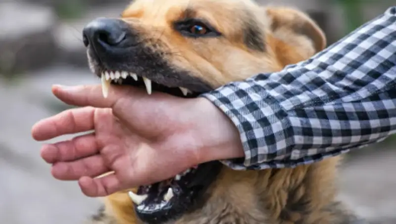 Разновидности ран при укусе собаки