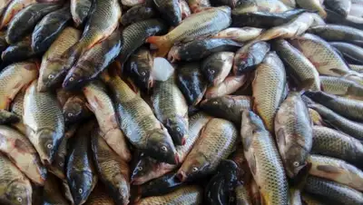 fish-product.ru, фото - Новости Zakon.kz от 05.05.2019 11:24