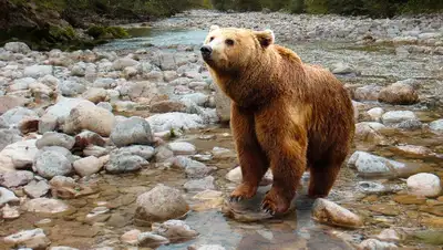 заповедник, трапеза медведя, Восточный Казахстан, фото - Новости Zakon.kz от 09.06.2022 13:29