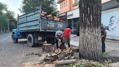 Виновные в вырубке на Гагарина будут наказаны