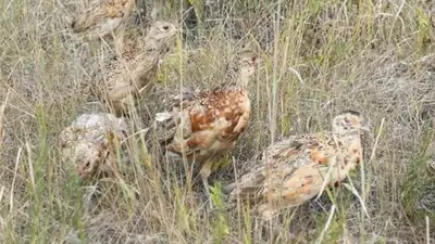 Еще почти тысячу фазанов выпустили на волю в Астане , фото - Новости Zakon.kz от 30.08.2023 10:08