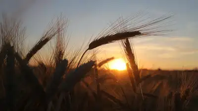 Худший урожай пшеницы за три года собрали в Казахстане, фото - Новости Zakon.kz от 07.11.2023 10:36