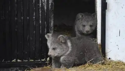 instagram/almatyzoo, фото - Новости Zakon.kz от 15.04.2021 10:54