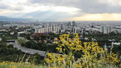 В акимате рассказали, почему в Алматы высыхали зеленые насаждения