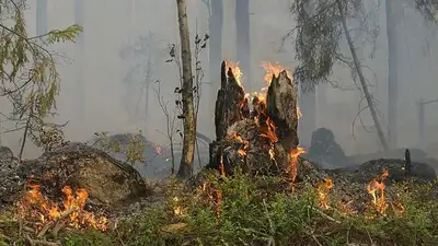 пожар в лесу, фото - Новости Zakon.kz от 21.08.2023 21:50