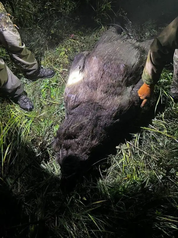 Браконьер убил медведя в ВКО, фото - Новости Zakon.kz от 27.09.2023 13:13