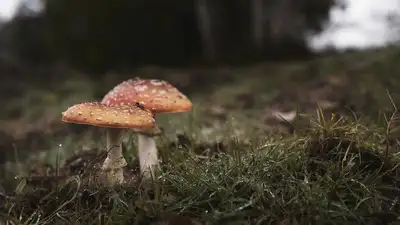 грибы, лес, фото - Новости Zakon.kz от 24.09.2023 13:48