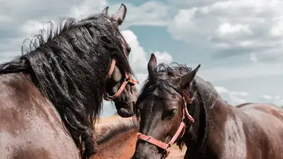 Сотни лошадей напугали жителей Каскелена, фото - Новости Zakon.kz от 31.05.2023 15:04