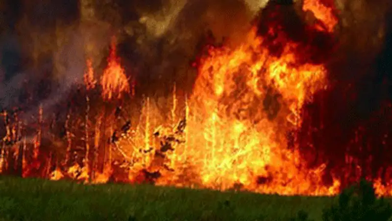 Австралия: чрезвычайное положение из-за лесных пожаров, фото - Новости Zakon.kz от 21.10.2013 00:19