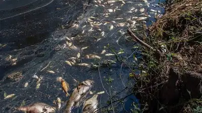 Массовый замор рыбы произошел на озере в СКО , фото - Новости Zakon.kz от 03.08.2023 08:23