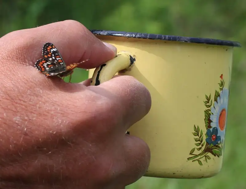 Бабочка-шашечница Euphydryas maturna, снято Сергеем Коловым в Джунгарском Алатау, ущелье реки Сарканд, фото - Новости Zakon.kz от 26.04.2023 13:20