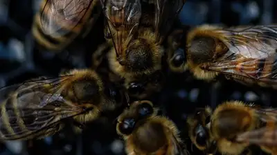Пчелы массово гибнут в Туркестанской области , фото - Новости Zakon.kz от 01.04.2023 04:19