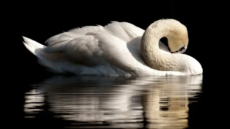 Грациозный белый лебедь на воде