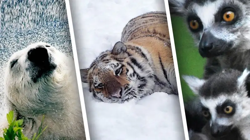 Большие и яркие: в Алматинском зоопарке появились новые обитатели, фото - Новости Zakon.kz от 12.01.2024 11:35