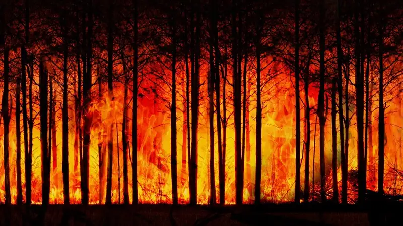 Виновник страшных лесных пожаров в Канаде сознался в 14 поджогах, фото - Новости Zakon.kz от 17.01.2024 14:41