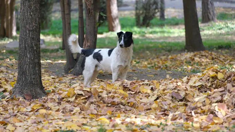 Бродячие собаки в Байконыре, фото - Новости Zakon.kz от 24.01.2024 11:29